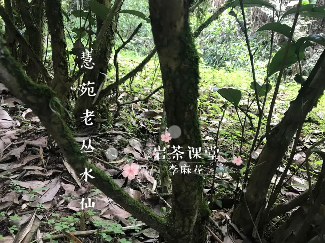 卖普洱茶的公司有哪些地方上市和注册？