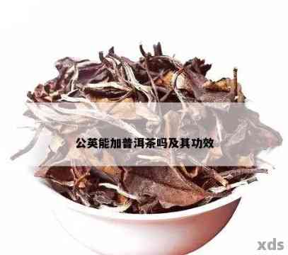 公英泡普洱茶有什么功效