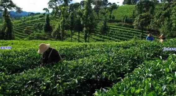 普洱茶种植的地点：哪里适合普洱茶的种植？请提供相关基地信息。