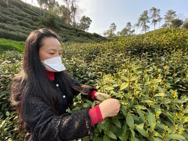 普洱茶炒茶香气不足的原因及解决方法全面解析