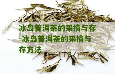 新 冰岛普洱茶的采摘时间与现在是否可以饮用的相关问题解答