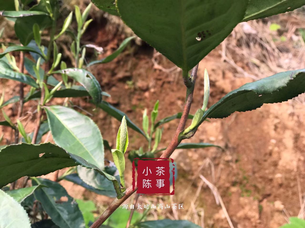 普洱茶饮用后吸困难的原因及解决方法全面解析