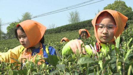 重庆茶叶排名：哪一个好喝又值得推荐？