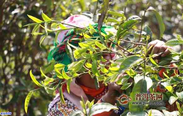 普洱茶头春茶的采摘时间及其品质特点