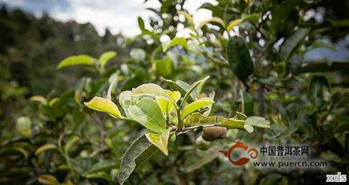 普洱茶头春茶的采摘时间及其品质特点