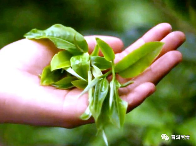 如何选购质量有保障的普洱茶？全方位购买指南助你挑选优质普洱茶