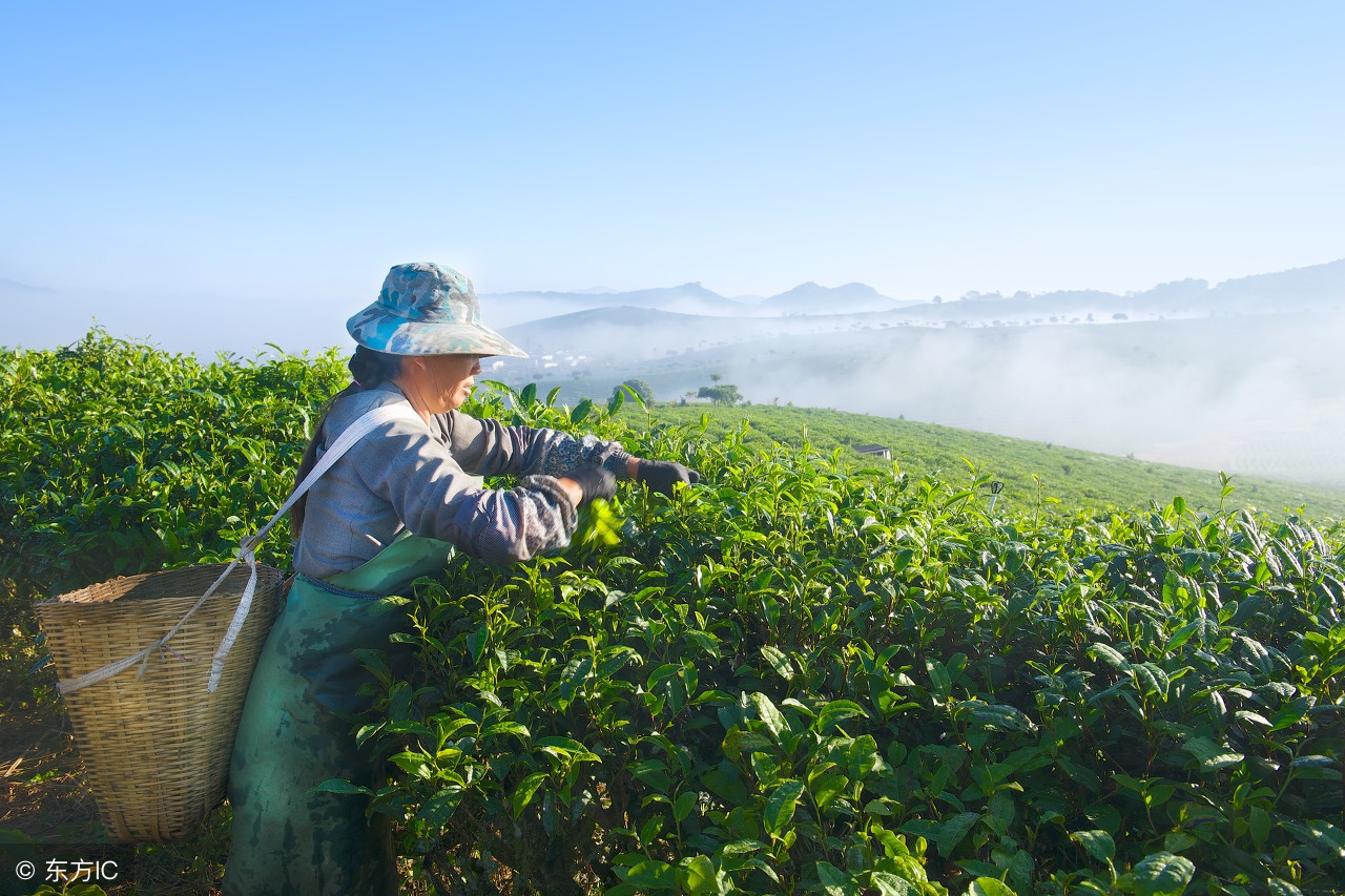 如何选购质量有保障的普洱茶？全方位购买指南助你挑选优质普洱茶