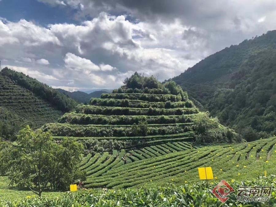 云南临沧大树茶-云南临沧大树茶厂地址