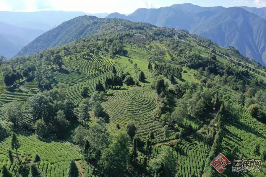 云南临沧大树茶-云南临沧大树茶厂地址