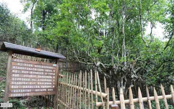 云南临沧大树茶-云南临沧大树茶厂地址