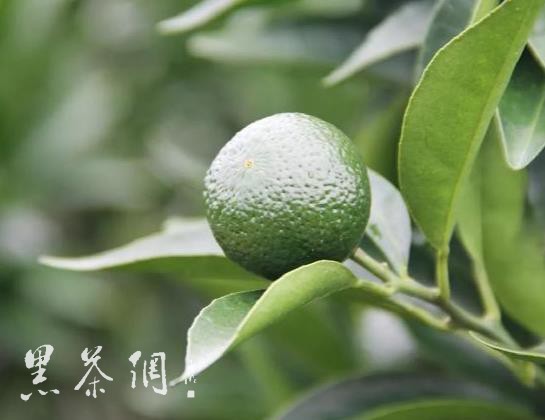 普洱茶小青柑：茉莉花香的对比分析