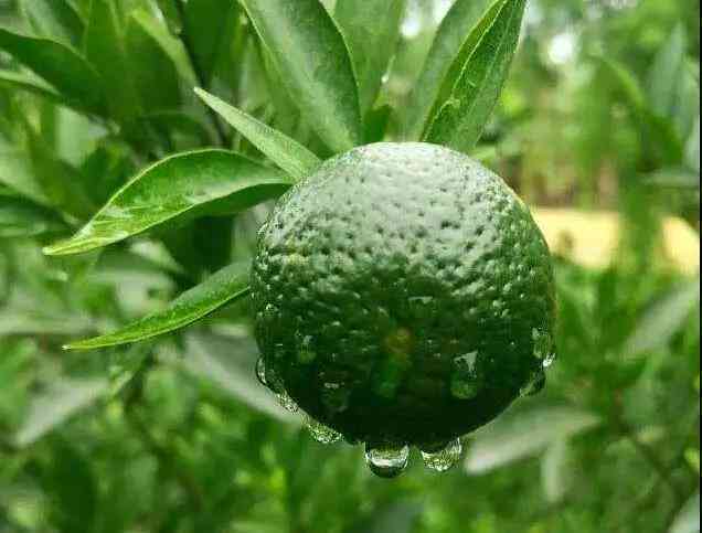 普洱茶小青柑：茉莉花香的对比分析