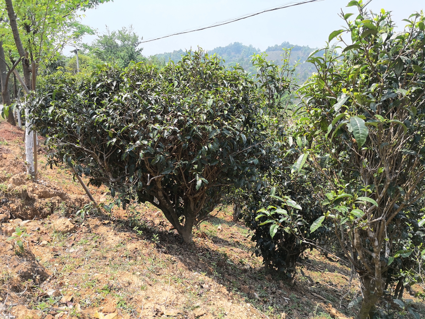 '红茶树与普洱茶区别：两种茶树的特性及制茶过程对比'