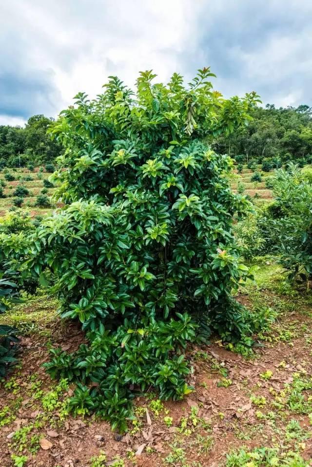 普洱茶和普洱子哪个好一点