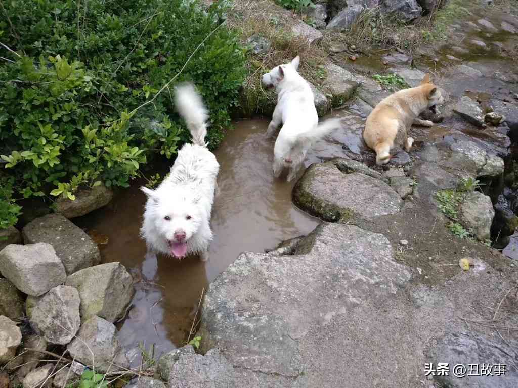 二次协商还款逾期一天、三次、五天的影响及前欠款项处理方法