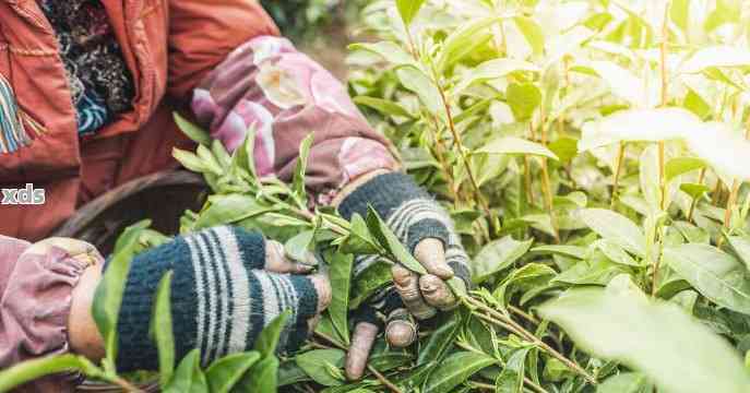 普洱茶春茶采摘时间全解：何时是采摘节？