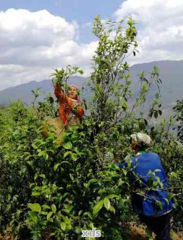 普洱茶春茶采摘时间全解：何时是采摘节？