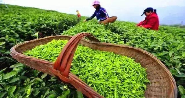 普洱茶春茶采摘时间全解：何时是采摘节？