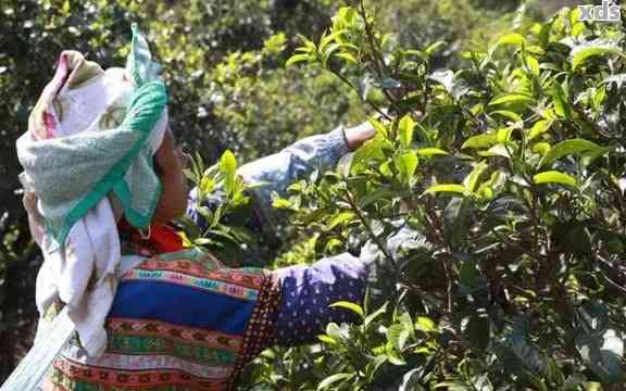 普洱茶春茶采摘时间，几月份是的？