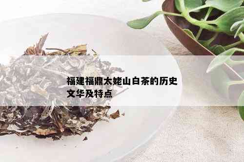 太姥山白茶百科：介绍太姥山白茶是什么茶，功效与作用。