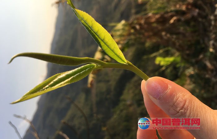 古树茶古树普洱茶一芽两叶