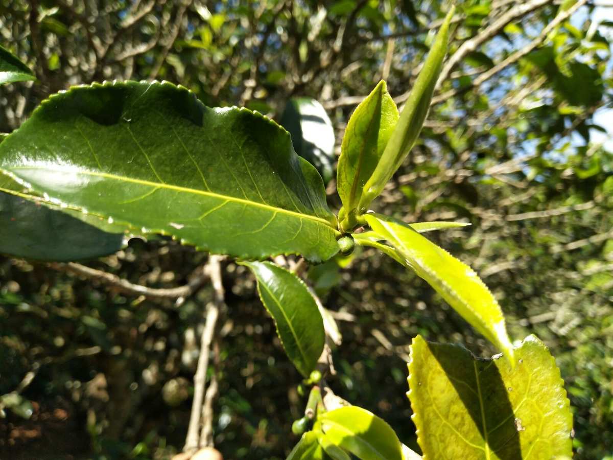 古树茶古树普洱茶一芽两叶