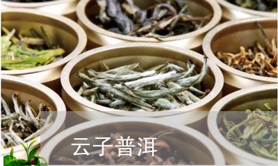 普洱茶：从云子茶到名山茶的转变与辨析