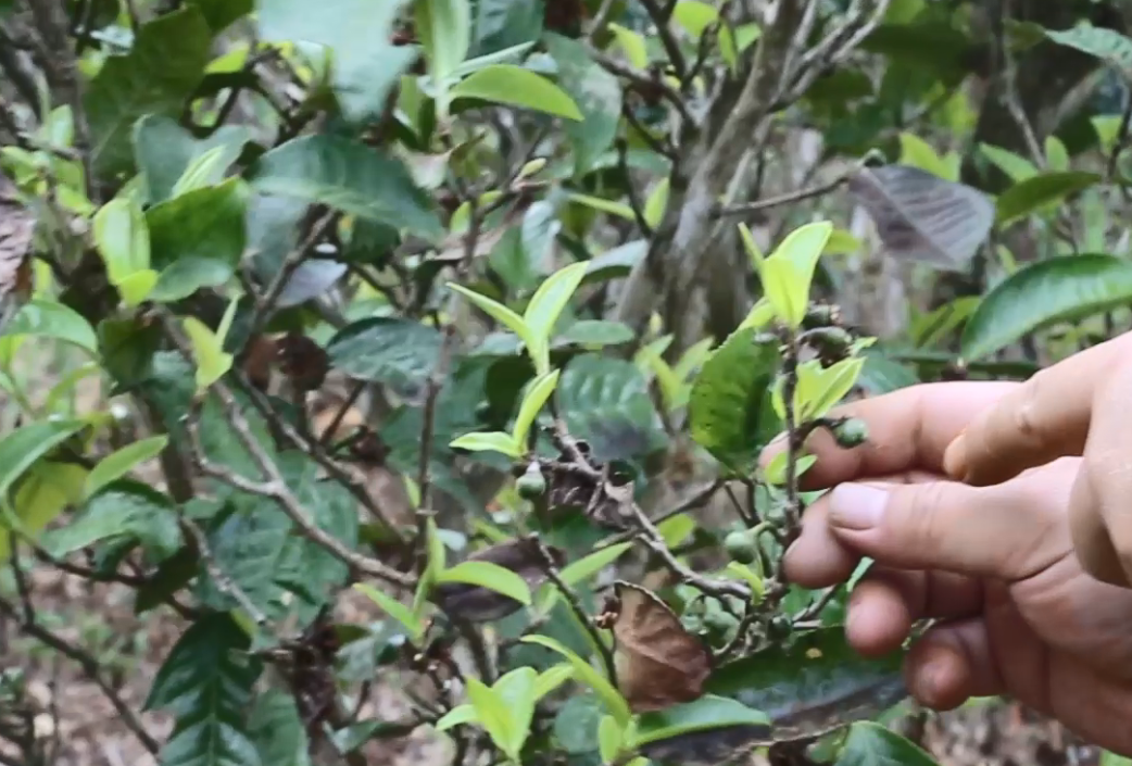 普洱茶的南北分界：东半山与西半山的独特品质比较