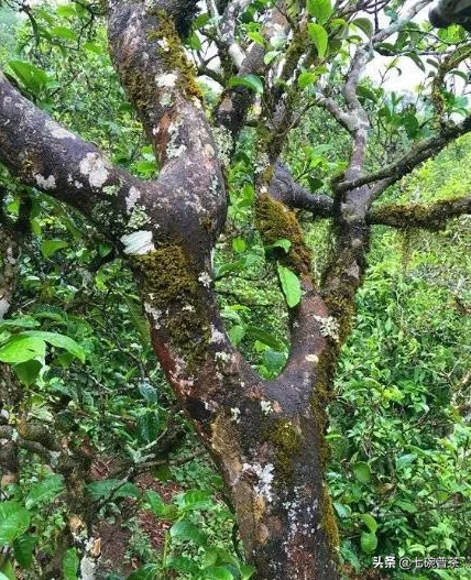 从四月份订购普洱茶到八月份才发芽，正常吗？探讨茶叶发芽时间及原因