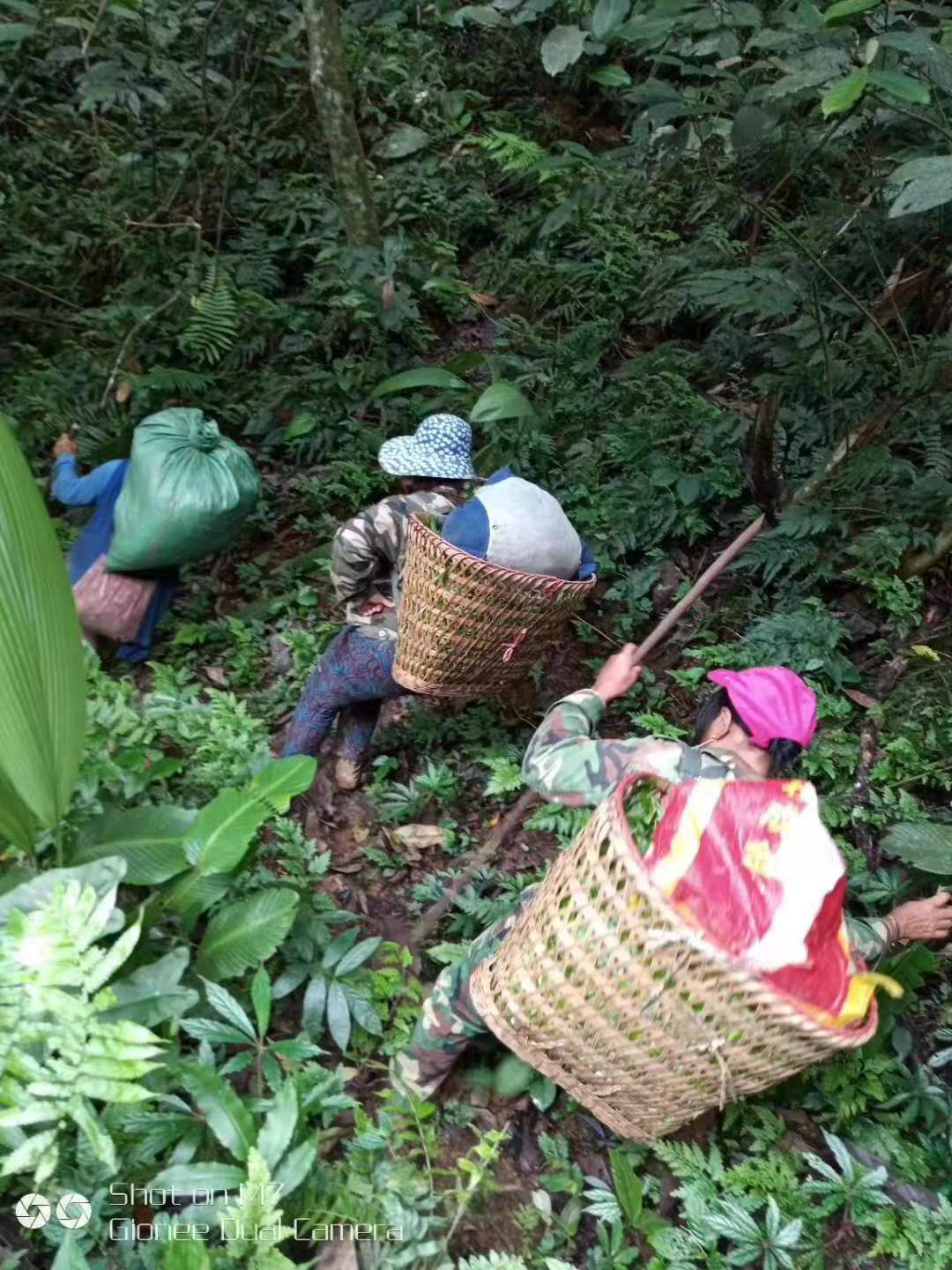 从四月份订购普洱茶到八月份才发芽，正常吗？探讨茶叶发芽时间及原因