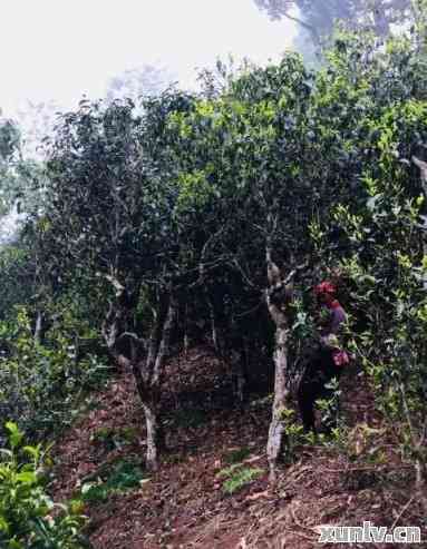 普洱茶名山名寨古树茶的价格