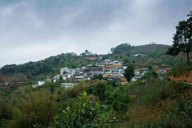 探索云南正气塘地区的独特普洱茶山头文化