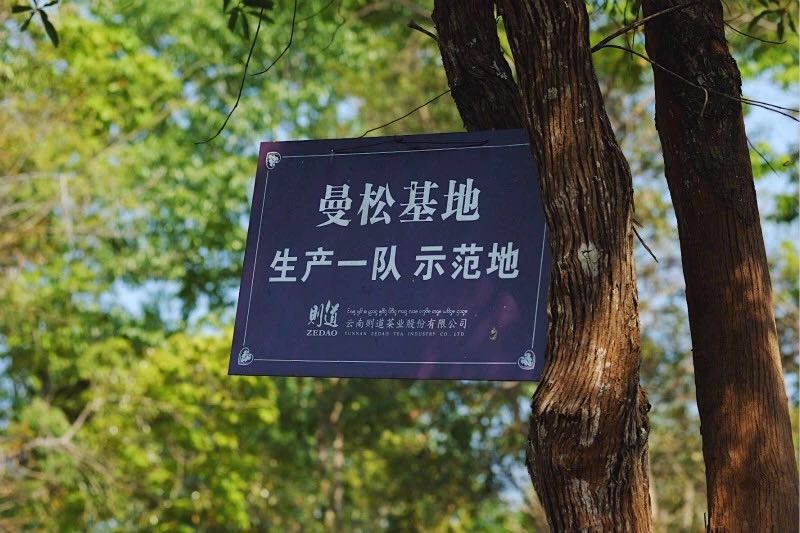 曼松普洱茶价格区间及性价比分析，一斤多少钱？