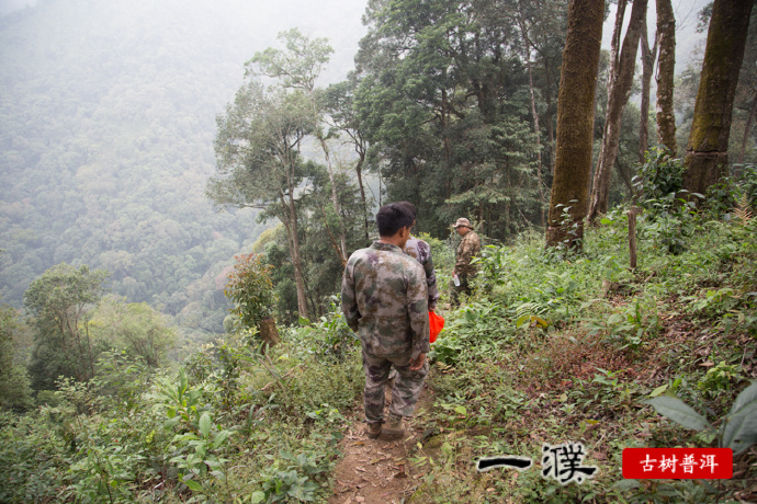 探索薄荷塘古树茶：品种特点、制作工艺与品饮体验的全面指南