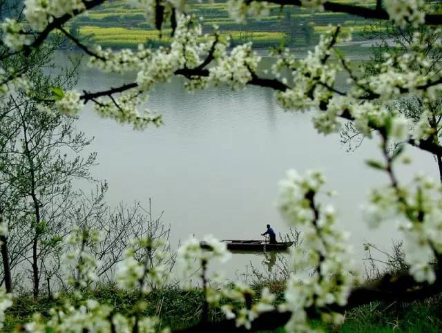 易武绿大树：生态保护、文化传承与旅游资源的综合解析