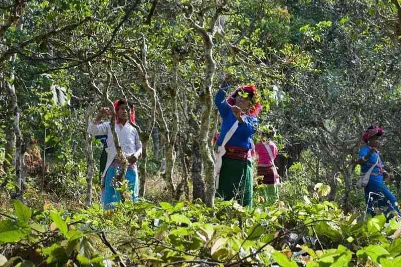 云桢号普洱茶版纳印象：探寻云南大山深处的茶文化之旅