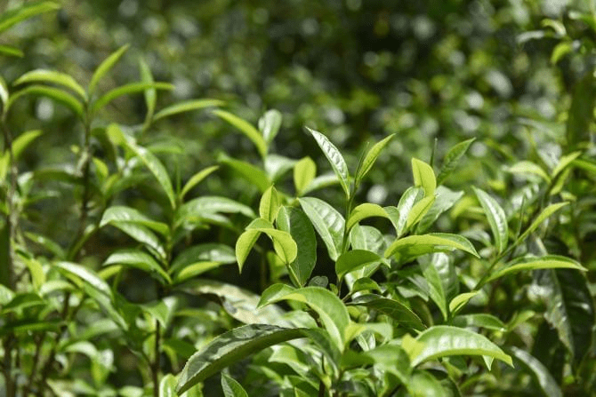 2023年春茶头赛普洱茶：精选古树茶叶，呈现独特风味