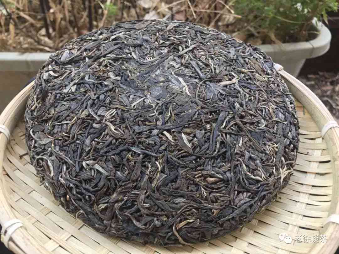 探索普洱茶的冲泡方案：500毫升水，精准比例与独特风味