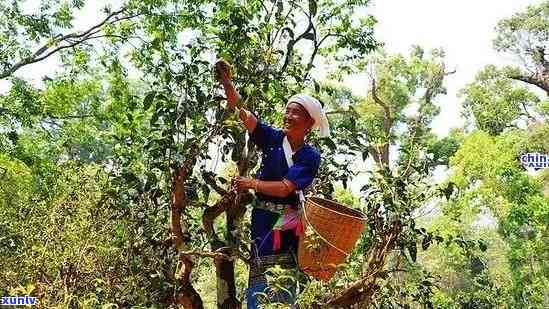 布朗东茶：独特风味、越品质与深厚历文化的综合体现