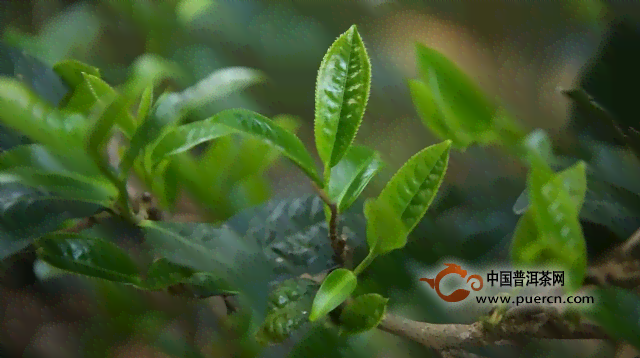 木大树茶价格与口感区别，了解木茶和大树茶的不同，购买时如何选择