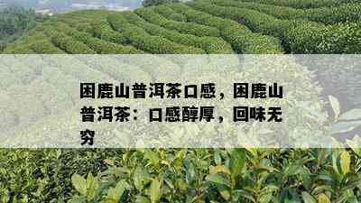 困鹿山普洱茶：醇厚口感与独特风味的完美融合