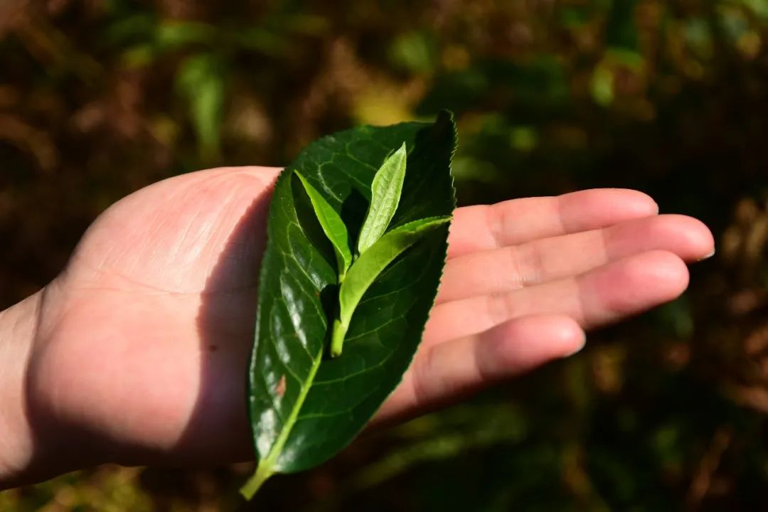 普洱茶木：云南大叶种普洱茶的起源与传承