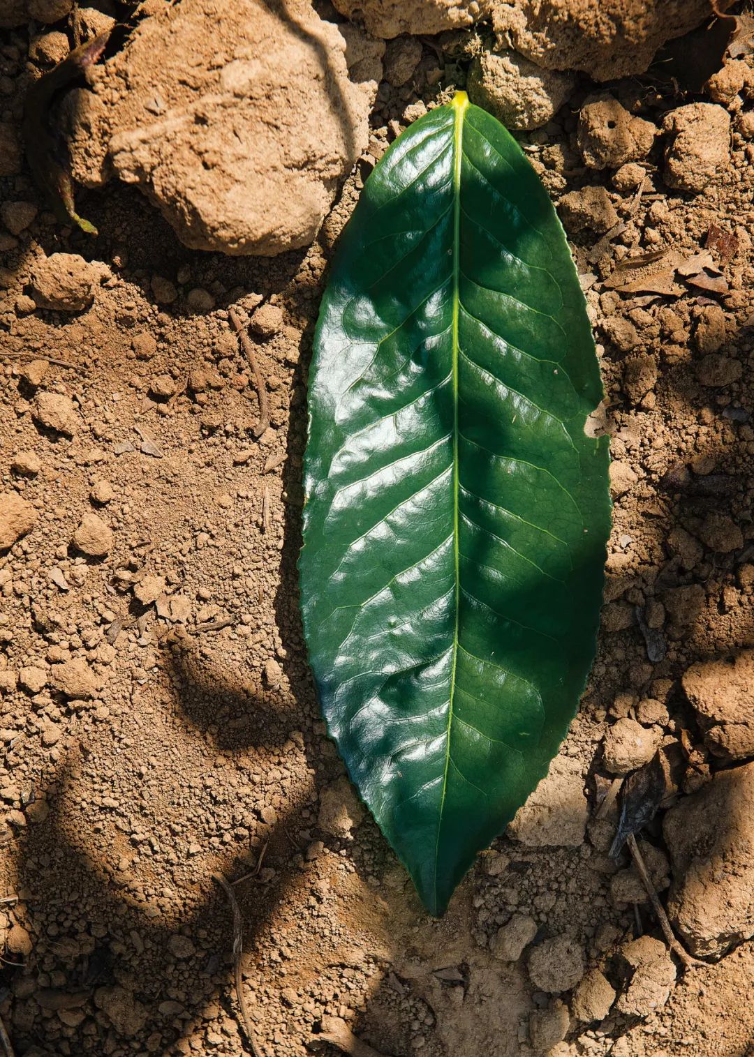 普洱茶木：云南大叶种普洱茶的起源与传承