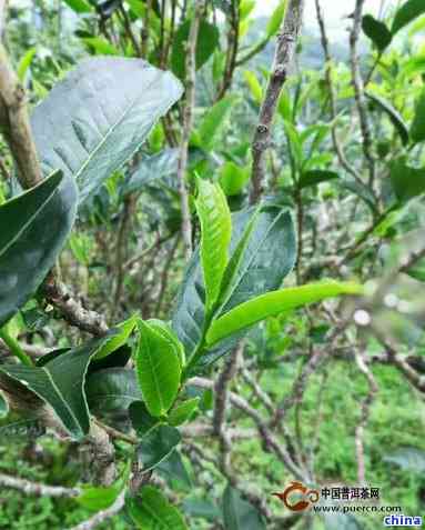 普洱茶木：云南大叶种普洱茶的起源与传承