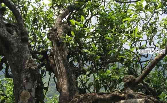 新探索普洱茶十大名山头：古树茶香的魅力与文化底蕴