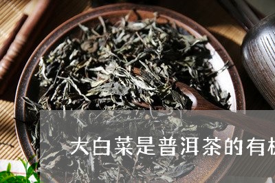 普洱茶中的有机物来源：大白菜是否为其中一种？