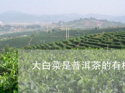 大白菜是普洱茶的有机肥吗？为什么？能吃吗？对吗？普洱茶大白菜是什么料？