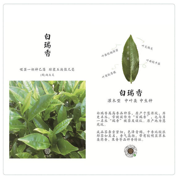 白瑞香茶的功效