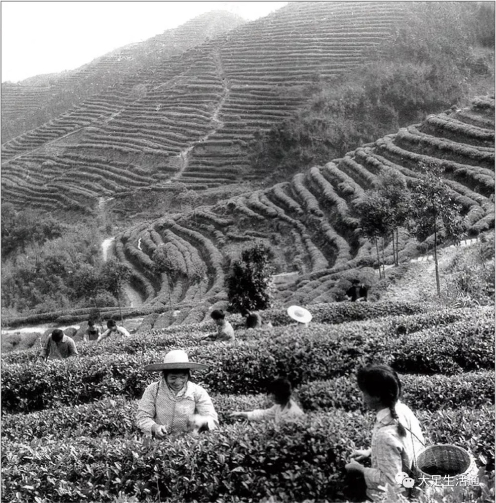 云南大渡岗普洱茶发展股份-云南大渡岗普洱茶发展股份80年代照片