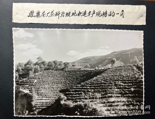 云南大渡岗普洱茶发展股份-云南大渡岗普洱茶发展股份80年代照片